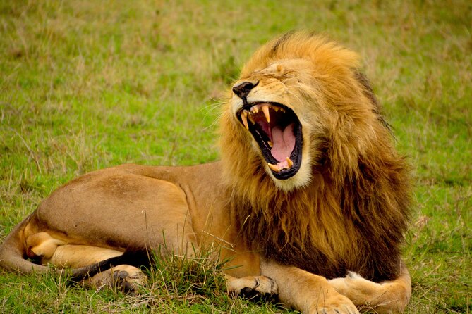 Affordable 1 Day Tanzania Budget Group Join Safari to Tarangire - Key Points