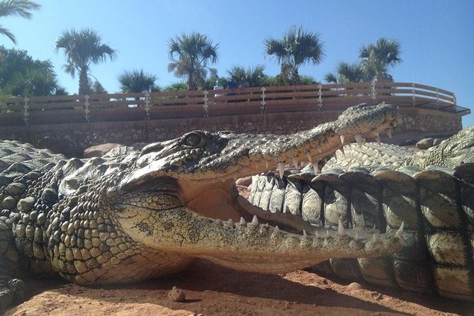 Agadir Crocoparc With Transfer & Admission Ticket - Good To Know