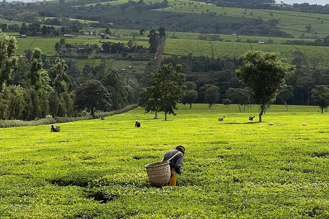 Agro-Tourism Tea Workshop in Nandi Hills - Key Points