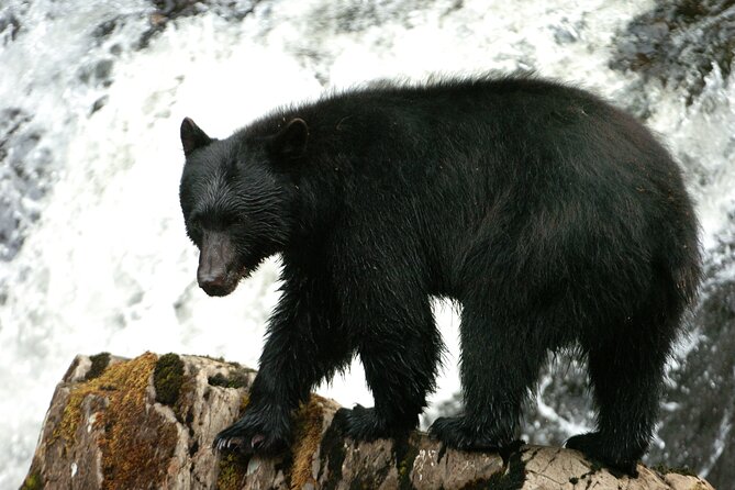 Alaskan Bear Encounter by Land & Sea - Good To Know