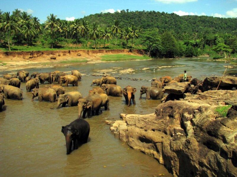 All Inclusive - Kandy and Pinnawala Private Full–Day Tour - Good To Know