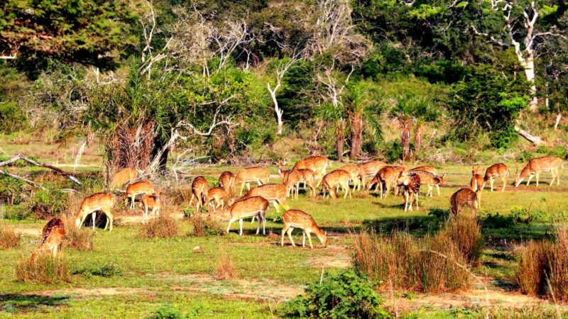 All-Inclusive Morning Game Drive at Bundala National Park - Good To Know