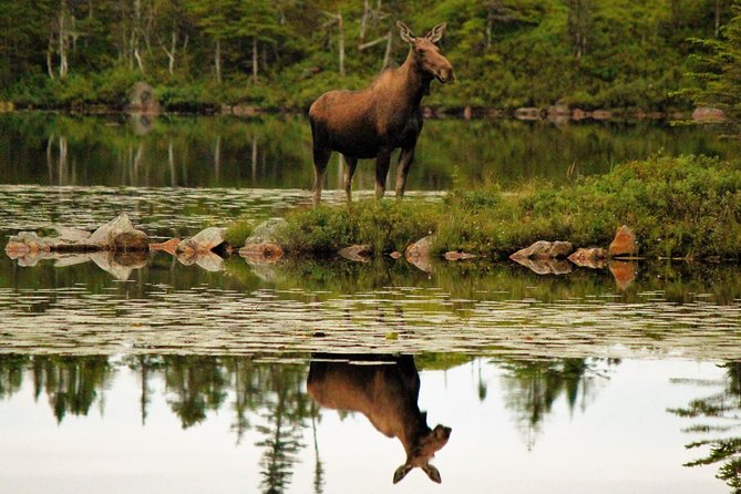 All Terrain Vehicle Tour the Newfoundland Wilderness - Good To Know