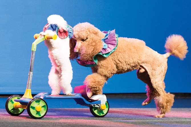Amazing Pets Show in Branson - Key Points