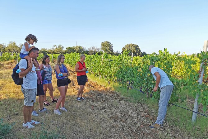 Archeology, Visit to a Vineyard and Wine and Pecorino Cheese Tasting - Good To Know