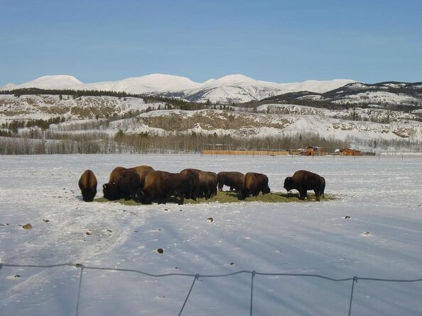 Arctic Day: Yukon Wildlife & Hot Springs Tour | Half Day - Good To Know
