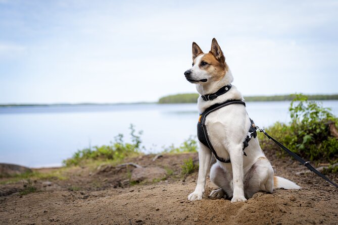 Arctic Hiking With Lappish Dogs - Key Points