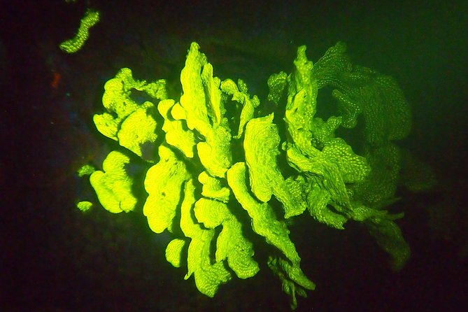 Aruba 1-Tank Guided UV Night Dive for Certified Divers With Own Equipment - Key Points