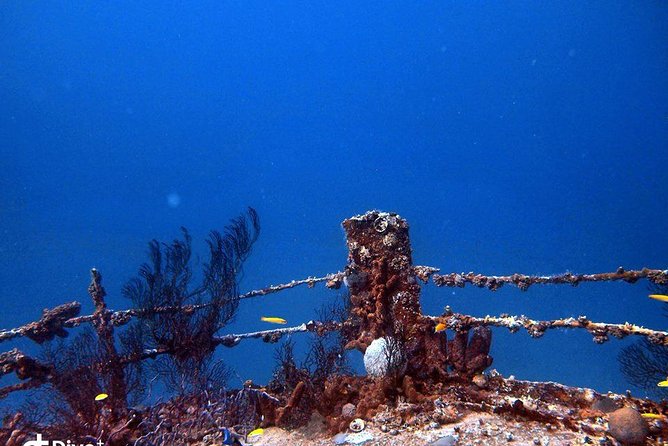 Aruba 1-Tank Night Dive for Certified Divers With Own Equipment - Overview of the Night Dive Activity
