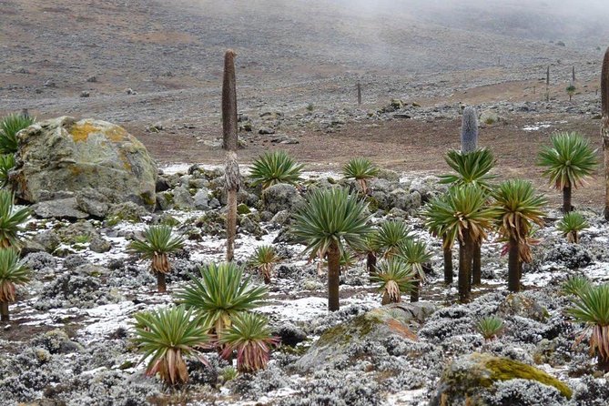Bale Mountains National Park – 5 Day Tour - Tour Highlights
