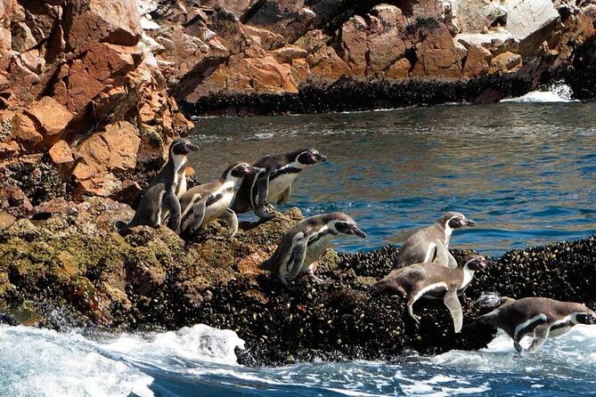 Ballestas Islands and Paracas Reserve Tour From San Martín Cruise - Meeting and Pickup