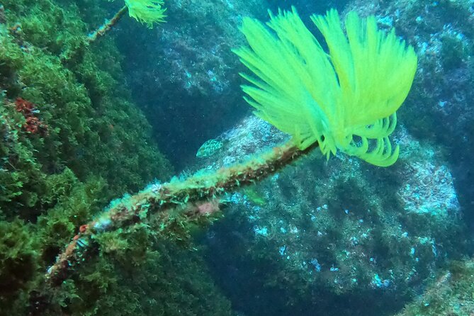 Baptism of Scuba Diving in a Shipwreck on Terceira Island - Overview of the Expedition