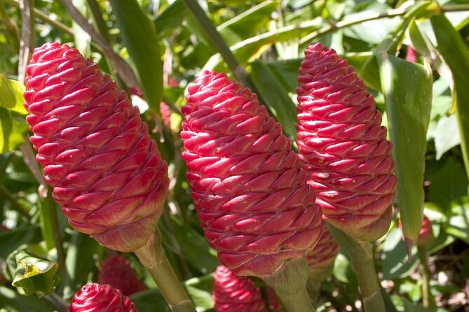 Barbados Botanical Tour - Key Points