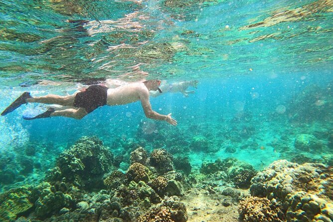 Beach Snorkel - Sea Turtle and Black Sand Lagoon - Good To Know