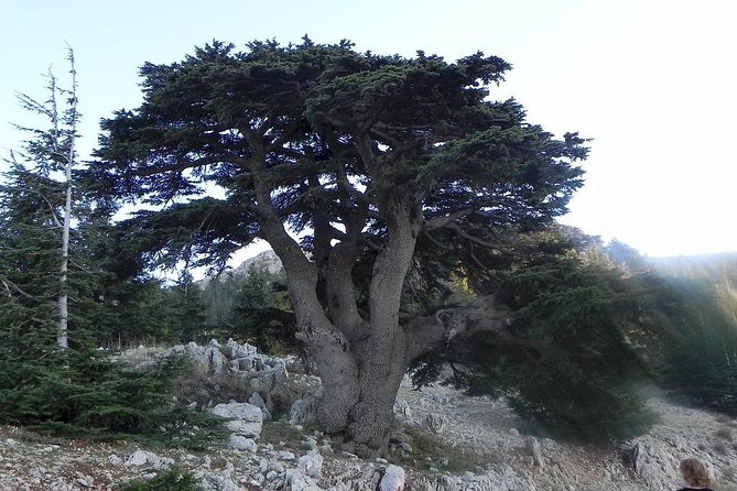 Beiteddine and Al-Chouf Cedar Reserve - Key Points