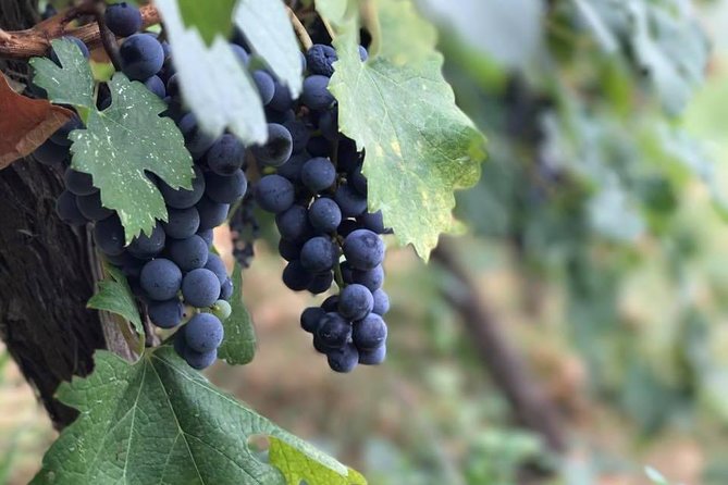 Berat Grand Wine Tasting Tour - Good To Know