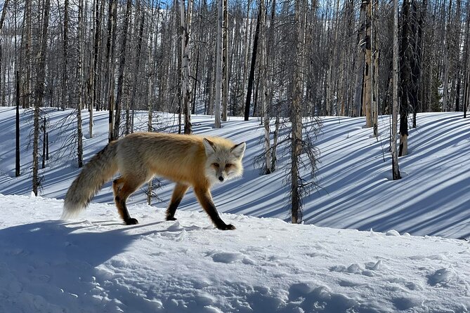 Beyond Yellowstone (Winter) - West Yellowstone Area Private Excursion - Key Points