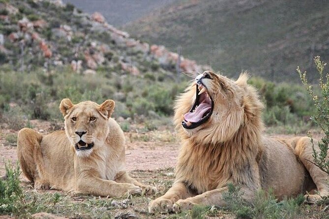 Big 5 Aquila Safari Half Day Tour and Wine Tasting - Good To Know