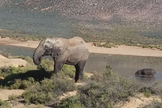 Big 5 Full Day Safari Aquila Lunch Plus Breakfast From Cape Town - Good To Know
