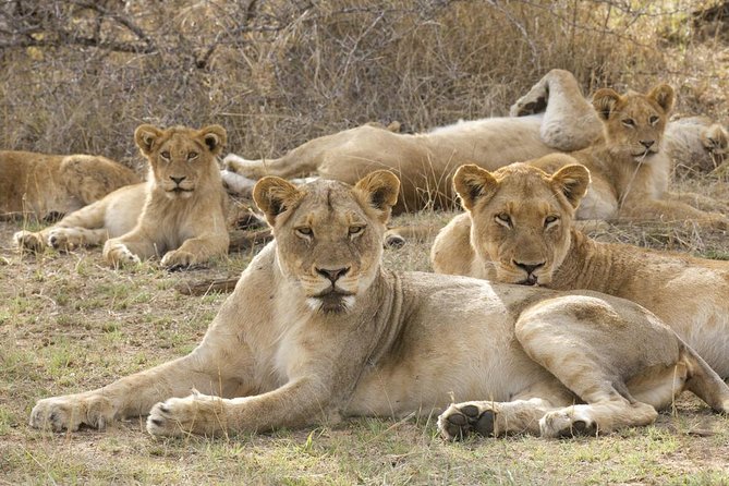 Big 5 Safari Experience at Pilanesberg National Park - Good To Know