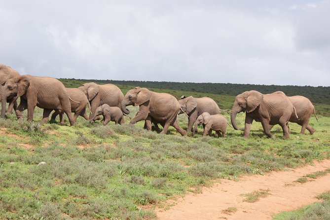 Big 5 Tour From Port Elizabeth - Good To Know