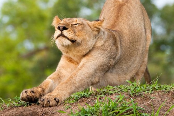 Big Five Afternoon Game Safari in Kruger National Park From Hazyview - Good To Know