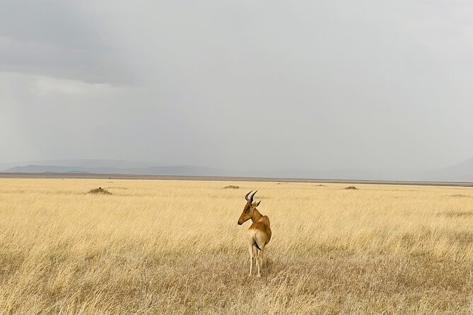 Big Five Dream Safari - Good To Know