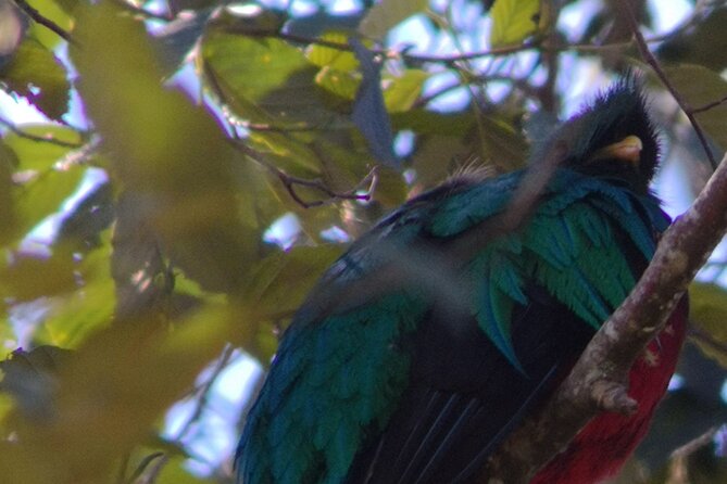 Bird Watching in San Gerardo De Dota From San Jose/Alajuela - About Your Stay
