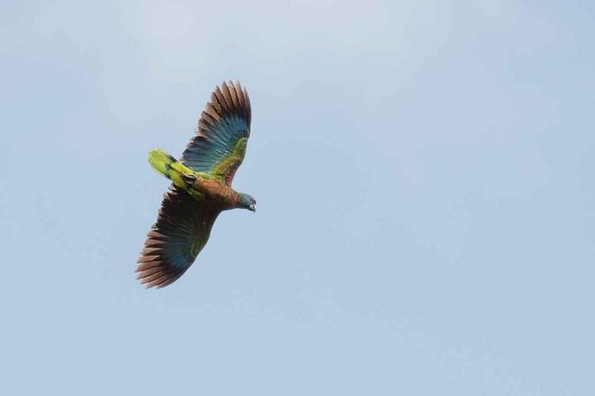 Bird Watching Tour in St Lucia - Overview