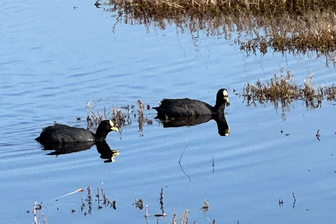 BirdWatching Mantagua Wetland&Penguins Cachagua Island From Valpo - Good To Know