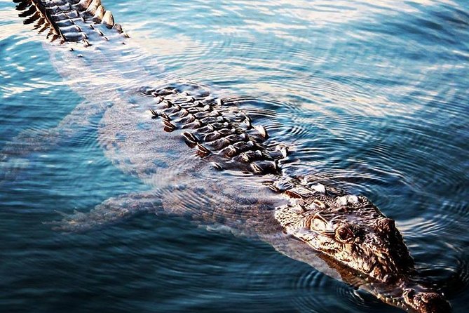 Black River Safari Tour From Kingston