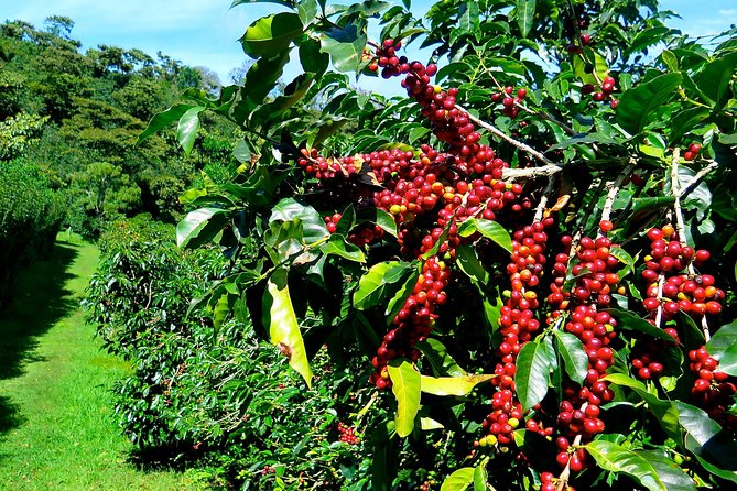 Blue Mountain Coffee Tour From Ocho Rios - Key Points