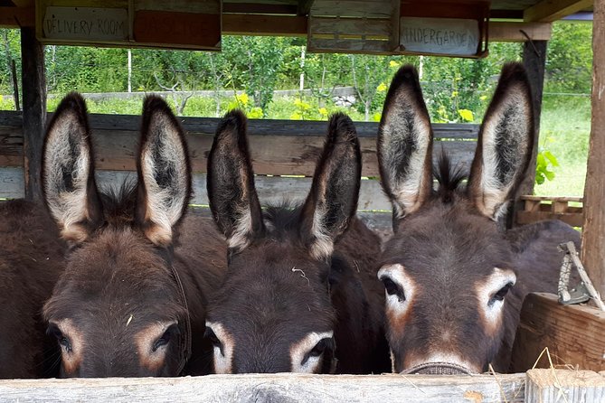 Book Your Donkey Farm Tour - Key Points
