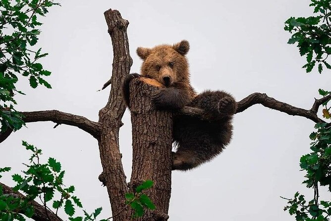 Brown Bear Sanctuary Tour From Brasov Entrance Ticket Guaranteed - Tour Overview
