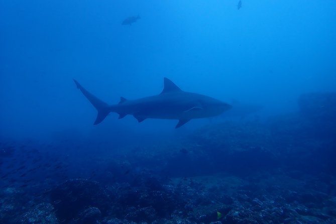 Bull Shark Experience - About Your Stay