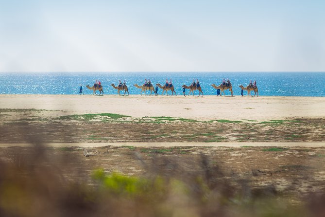 Cabo San Lucas Camel Ride With Mexican Buffet and Tequila Tasting - Key Points