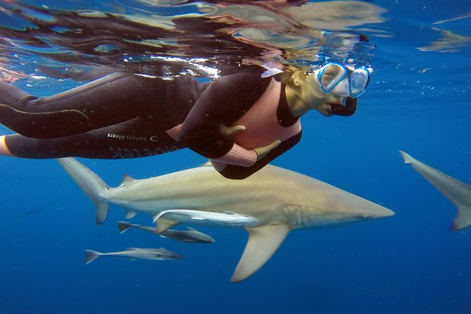 Caged and Cageless Shark Snorkelling on Durbans Aliwal Shoal - Good To Know