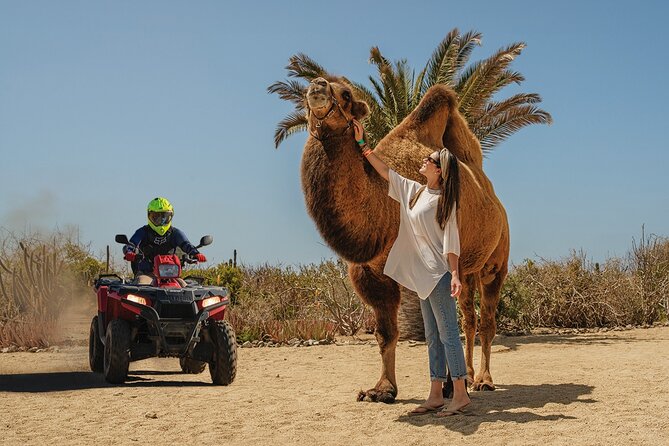 Camel Ride and Extreme ATV Combo Tour in Cabo San Lucas - Key Points