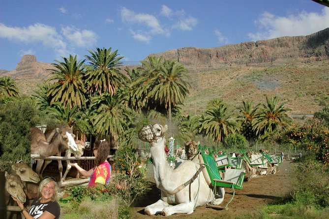 Camel Ride in Fataga With Tapas and Drinks - Good To Know