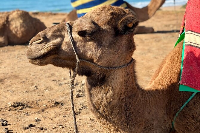 Camel Ride Tours From Agadir & Taghazout - Key Points