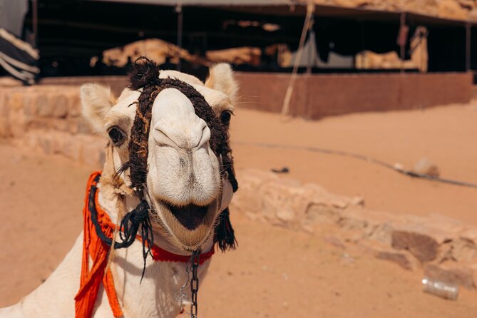Camel Tours in Wadi Rum Desert | Magic Bedouin Star - Key Points