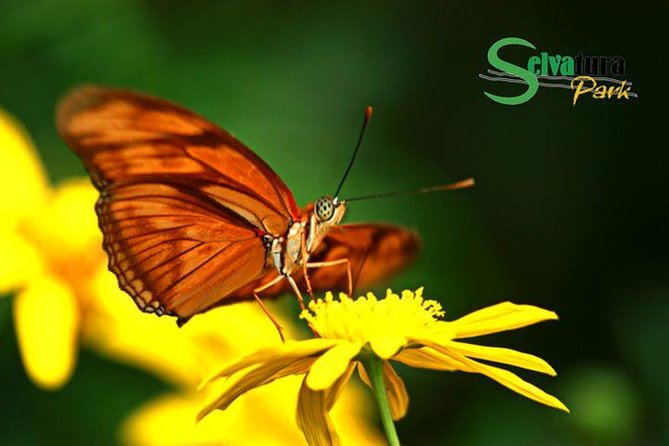 Canopy Zipline & Butterflies From Monteverde - Good To Know