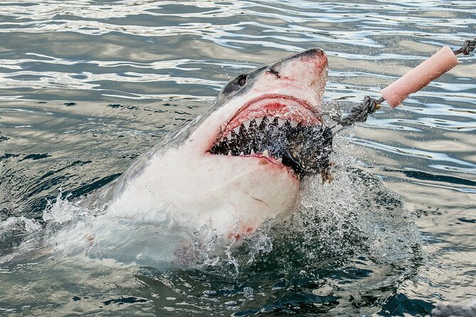 Cape Town: Shark Cage Diving & Penguins Tour to Gansbaai With Private Transfers - Key Points