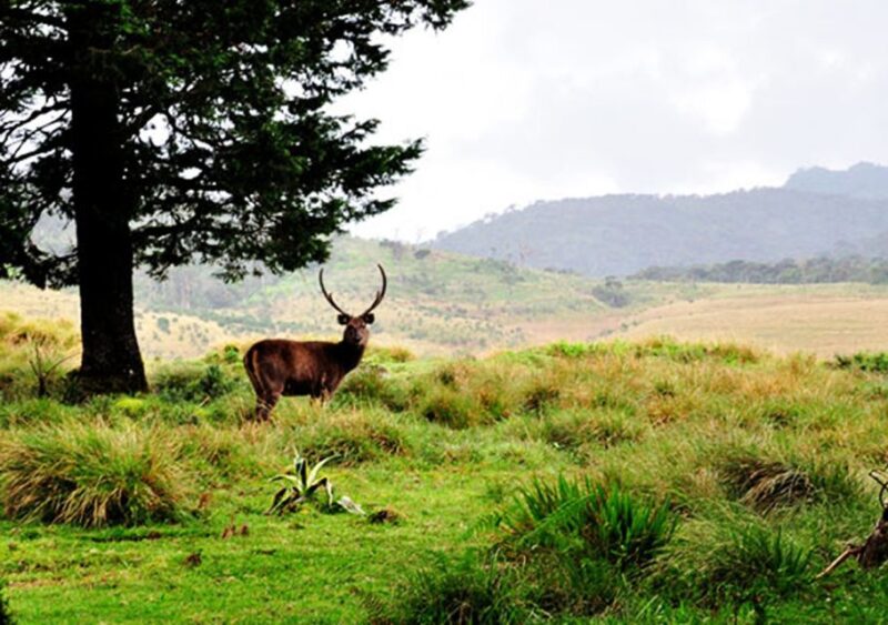 Central Sri Lanka: Ramboda Falls and Tea Factory Tour - Good To Know