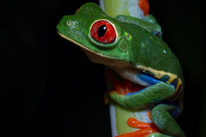 Chachagua Rainforest Night Walk Tour - About Your Stay