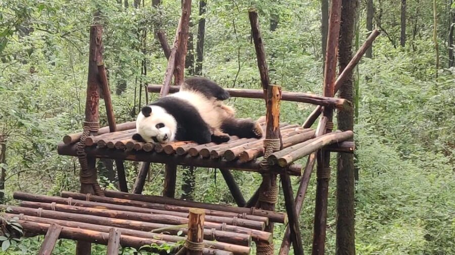 Chengdu Panda Base and Leshan Giant Buddha One-Day Tour