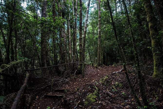 Chiloe National Park and Chonchi Darwin Route - Transportation and Logistics