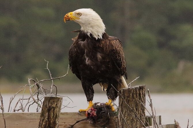 Chincoteague and Assateague Birdwatching Boat Tour - Good To Know
