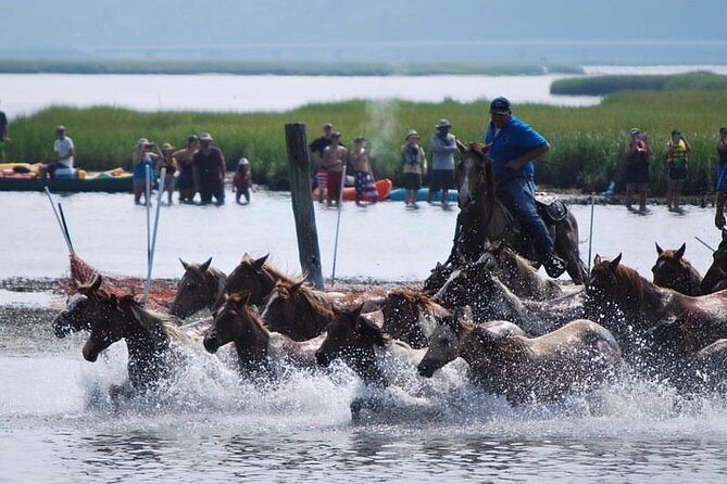Chincoteague Pony Swim Kayak Tour 2025 With Shuttle - Good To Know