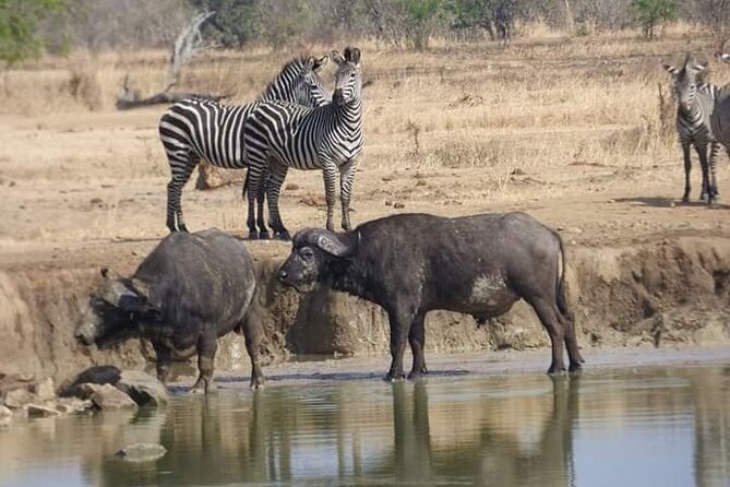 Chobe Day Trip Botswana - Overview of Chobe Day Trip
